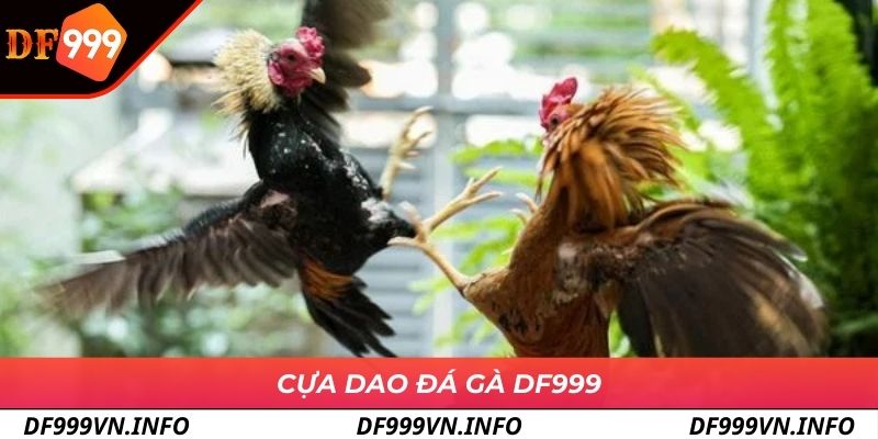 Hình thức cựa dao tại đá gà DF999