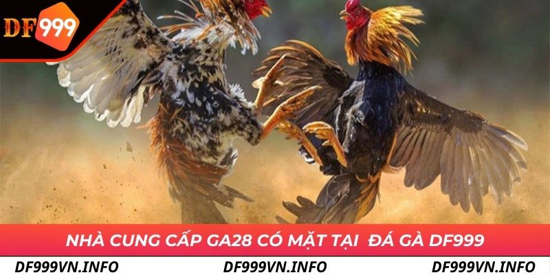 Nhà cung cấp nổi tiếng tại đá gà DF999