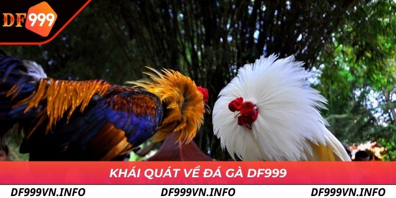 Tổng quan dễ hiểu về đá gà DF999